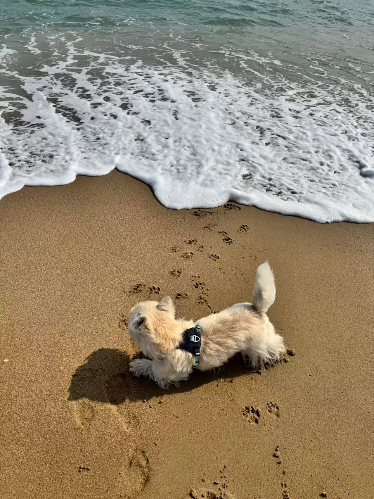 Mochi